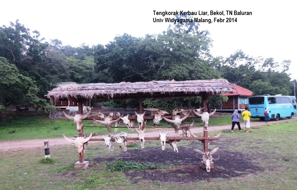Berwisata ke TN Baluran, Banyuwangi