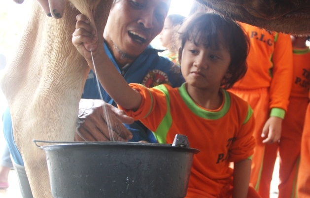 Lucunya Anak-anak Saat Memerah Susu Sapi