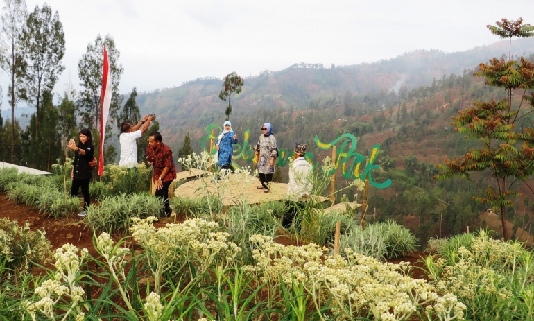Mengenali Taman Edelweis di Bromo