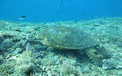 Menyaksikan Penyu di Perairan Gili Trawangan