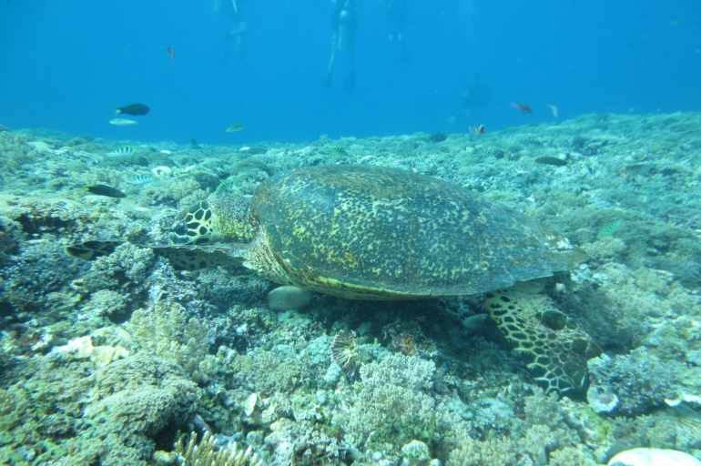 Menyaksikan Penyu di Perairan Gili Trawangan